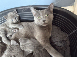 5 Russian blue kittens