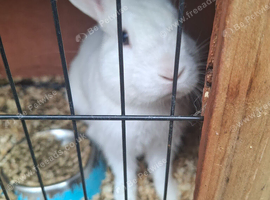 5month male bunny