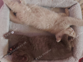 Chocolate and lilac british shorthair kittens