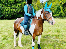 14.1hh Allround Family Mare