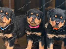 KC registered Rottweiler puppies