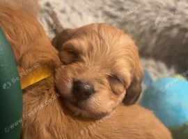Dachshund x Maltese