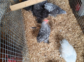 6 young black speckled pekins