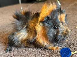 gorgeous baby guinea pigs