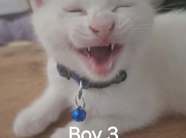 3 White Boy Kittens For Sale