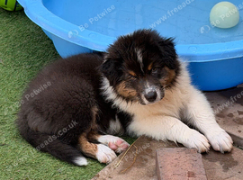 Australian Shepherd Black Tri Puppies