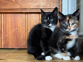 Adorable kittens
