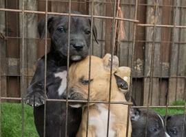 Bull greyhound x staff