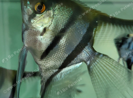 Angel fish large size