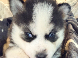 F3 Pomsky puppies ready to leave