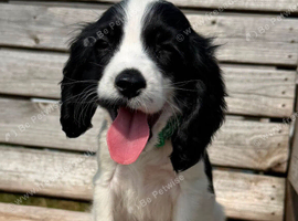 6 English cocker spaniels.