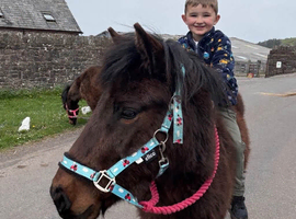 Very sweet little pony