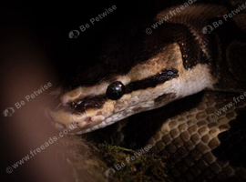Effy the Royal Python