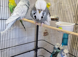Exhibition budgies