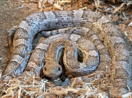 juvenile anery cornsnake in need of a new home