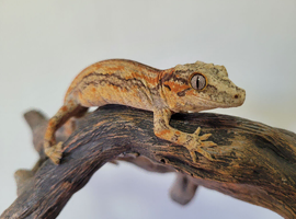 Gargoyle Gecko Red and Orange stripe Yellow base