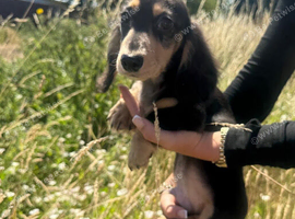 KC Male Long Coat Miniature Dachshund Puppy
