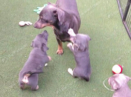 Lilac/ Blue and tan Jack Russell puppies