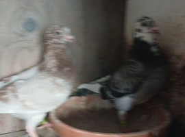 Nice racing pigeons this years