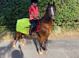 Fantastic Welsh c gelding 12.3 wide
