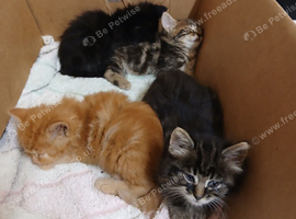4 kittens