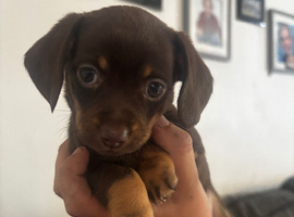 chiweenie last girl ready now
