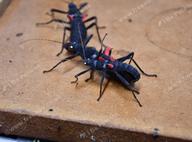 Eggs and Nymphs