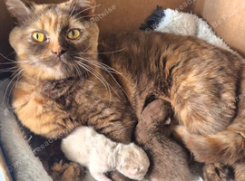 Champion Pedigree TICA Registered Kittens