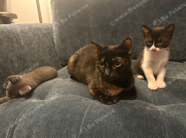 Female kitten