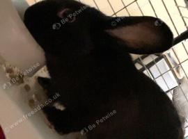 Black male rabbit 7 months old
