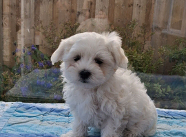 Maltese puppy
