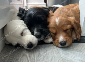 Sprocker Spaniel Puppies