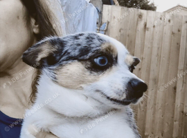 Chihuahua cross