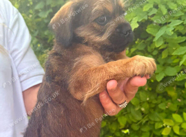 French bulldog X toy poodle