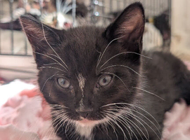 Lovely kittens ready now- urgent x