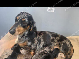 Gorgeous PRA clear Daxipoo puppies hypoallergenic teddy bears