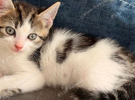 Kittens ready for pickup