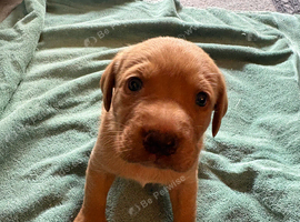 Gorgeous fox red/ black kc registered Labrador puppies