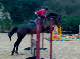 &lsquo;Daisy&rsquo; 16.1hh bay mare
