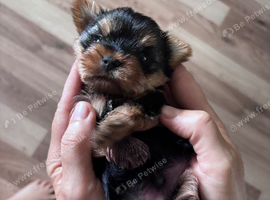 TOY SIZE YORKSHIRE TERRIER BOYS