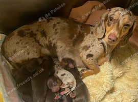 Beautiful Miniature Dachshund puppies