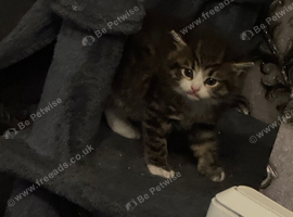 Half radgoll half British longhair male  kitten for sale