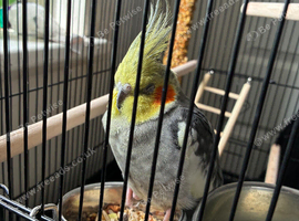 Cockatiel for sale