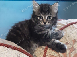 Playful Kittens for sale.  30.00  Pounds. Each