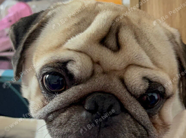 Amazing, sweet. PUG boy almost 2 loves people & other dogs