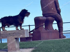 Looking to stud dog