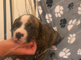 Beautiful mixed breed puppies