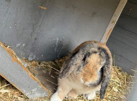 Willow the mini lop