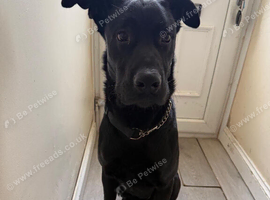 Cane corso x Belgian malinois