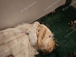 Italian Spinone